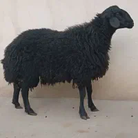 بره ماده قره قزل لخت و نیمه لخت ، افشاری