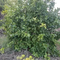 باغ-مرکبات-پل-بریم-روستای-مله-برفی-با-موقعیت-خوب