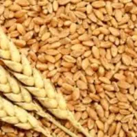 گندم پیشکام