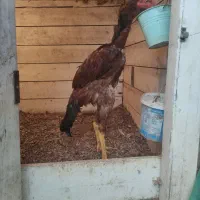 2عدد خروس لاری دوسر افغان