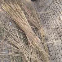 نان خشک کوسفندی