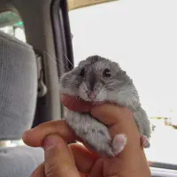 همستر مینیاتوری دستی|موش و خرگوش|بندرعباس, |دیوار