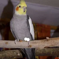 عروس هلندی گم شده