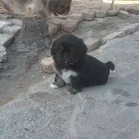 توله نژاد پکنیز|سگ|رامیان, |دیوار