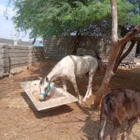 فروش 10راس اسب