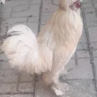 خروس پاپر
