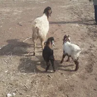 یک عدد بز زاییده|حیوانات مزرعه|سبزوار, قصبه غربی|دیوار