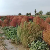جارو