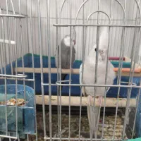 فروش عروس هلندی|پرنده|سنندج, |دیوار