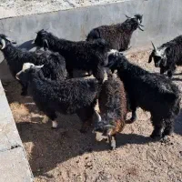 فروش بزغاله بز و بره|حیوانات مزرعه|بیرجند, |دیوار