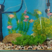 اکواریوم شیشه خم 60سانتی|ماهی|مشگین شهر, |دیوار