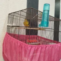 سهره قناری، سهره نر|پرنده|شهریار, شهریار|دیوار