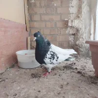 کله سیاه نر کله سبز ماده.کله سیا یک چشم کوره|پرنده|تربت جام, شاد|دیوار