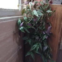 گل و گیاه|گل و گیاه طبیعی|ابهر, |دیوار