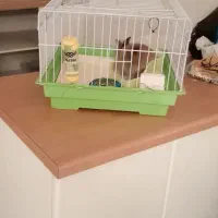 خرگوش|موش و خرگوش|قوچان, |دیوار