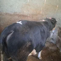 فروش گوساله بری قربان