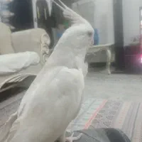 عروس هلندی البینو ماده دستی