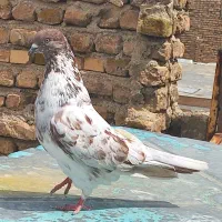 دو تا کبوتر پرشی و طلا