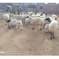 گوسفند جوان داشتی|حیوانات مزرعه|قره ضیاالدین, |دیوار