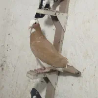 نرسوراخ زرد پلنگ و دم‌سیاه