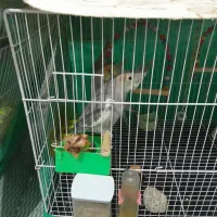 عروس هلندی|پرنده|گلبهار, شهر جدید گلبهار|دیوار