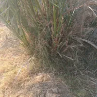 انواع پاجوش زاهدی خاصی حاجی محمدی کبکاب و برهی