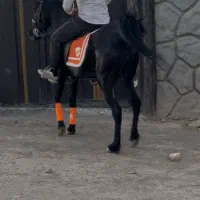 مادیان مشکی