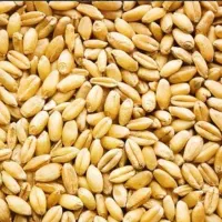 بذر گندم
