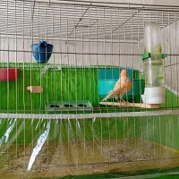 موزاییکی فوق نر|پرنده|تبریز, |دیوار