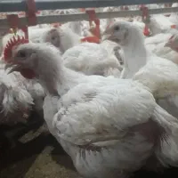 مرغ زنده گوشتی