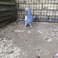 6عدد جوجه با یک عدد نر پلاکی|پرنده|کویرات, |دیوار