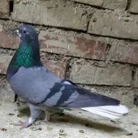 کبوترهای‌تهرانی نروماده‌وبلژیکی‌