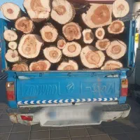 خرید درخت  چنار  و انواع درخت میوه