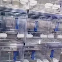 قفس عروس هلندی ۸ خان اردشیر