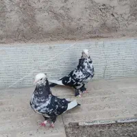 یک جفت سرور.دولت اباد