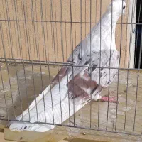 نر پلنگ|پرنده|بروجرد, |دیوار