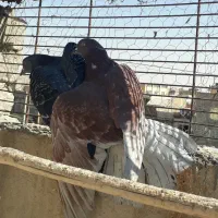 کفتر|پرنده|قم, شاد قلی|دیوار