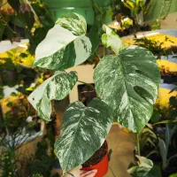 گیاه ماسنترا بورسیجیانا ابلق برگ انجیری سفید