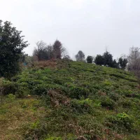 فروش باغ چای (منطقه املش)|فروش زمین و ملک کلنگی|املش, |دیوار