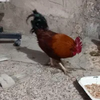 چنتا مرغ فروشی قیمت مناسب|حیوانات مزرعه|مسجد سلیمان, |دیوار