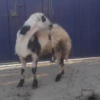 بره قوچ پلنگی