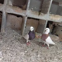 پرنده|پرنده|اردبیل, |دیوار