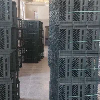 تولید سبدهای میوه|ظروف نگهدارنده، پلاستیکی، یک‌بارمصرف|شیراز, فرهنگ شهر|دیوار