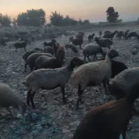 دوتا میش بره دار