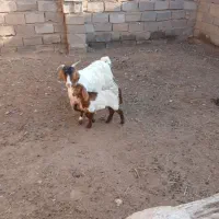بز چاووش