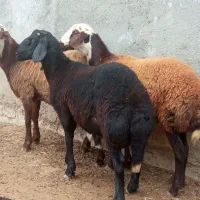 گوسفند بره توقلی جنس و یک عدد بز|حیوانات مزرعه|گرگان, |دیوار