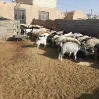 میش و بز|حیوانات مزرعه|اقلید, |دیوار