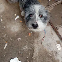 یک عدد سگ بازیگوش