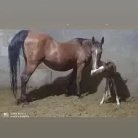 اسب درهشوری|اسب و تجهیزات اسب‌سواری|شیراز, شهرک صنعتی شیراز|دیوار