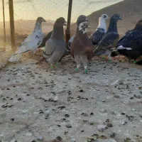 کفتر|پرنده|تایباد, |دیوار